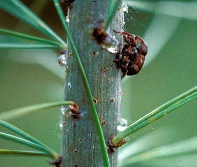 white pine weevil adults mating